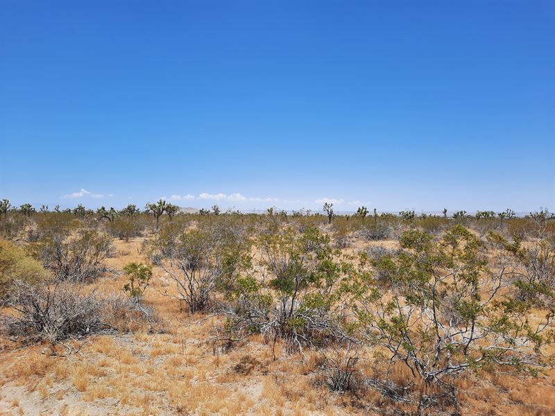 Spacious Lot in A Quiet Setting : Llano : Los Angeles County : California