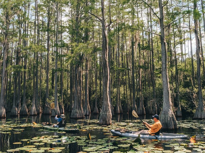 Apalachee Timberlands East : Monticello : Jefferson County : Florida