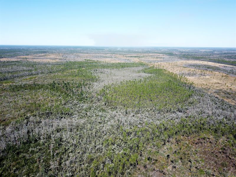Bay County, Florida Timber Property : Panama City : Bay County : Florida