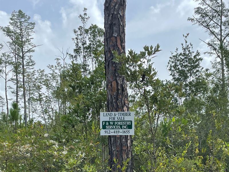 Waycross Woodlands, 10G : Glenmore : Ware County : Georgia