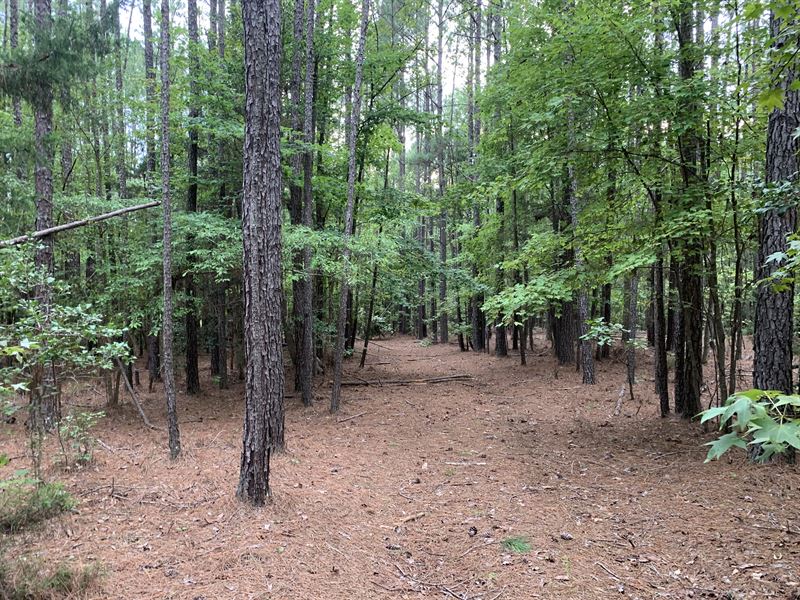 Peaceful Homesite or Hunting Land : Winnsboro : Richland County : South Carolina