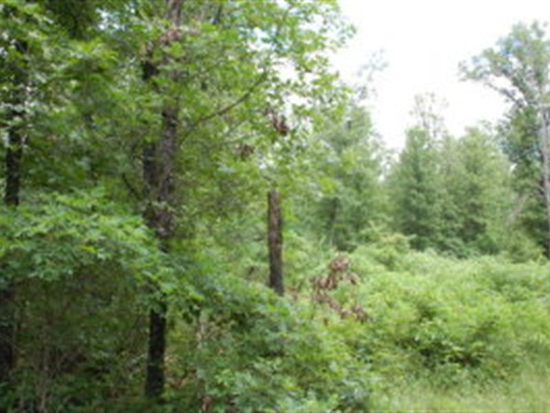 Southern Missouri Timber Land : Shannon : Shannon County : Missouri