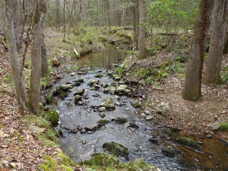 Chapin Area, Hardwoods, Creek : Chapin : Richland County : South Carolina