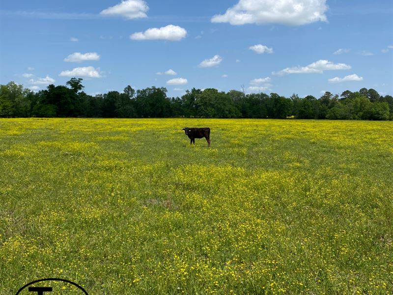 Yellowflower Cattle Tract : Childersburg : Talladega County : Alabama