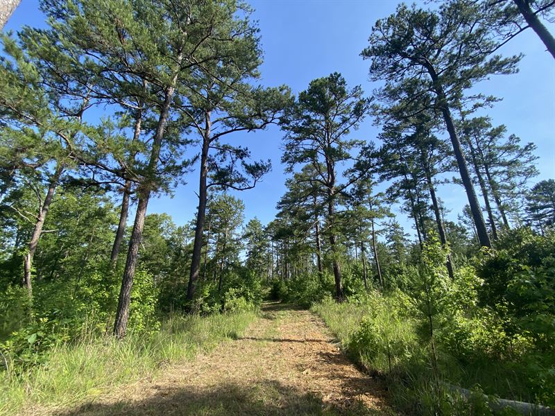 Great Hunting Tract Near Hurtsboro : Hurtsboro : Russell County : Alabama