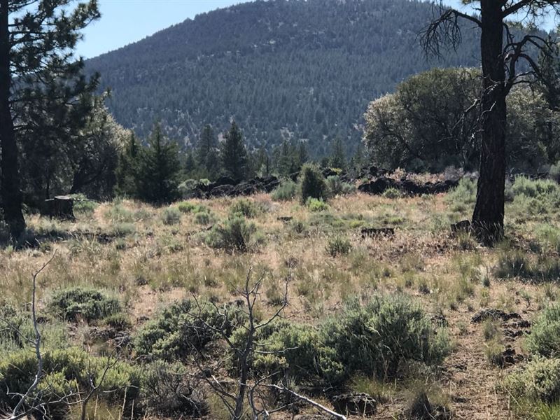10 Acres Adjacent to Klamath Forest : Macdoel : Siskiyou County : California