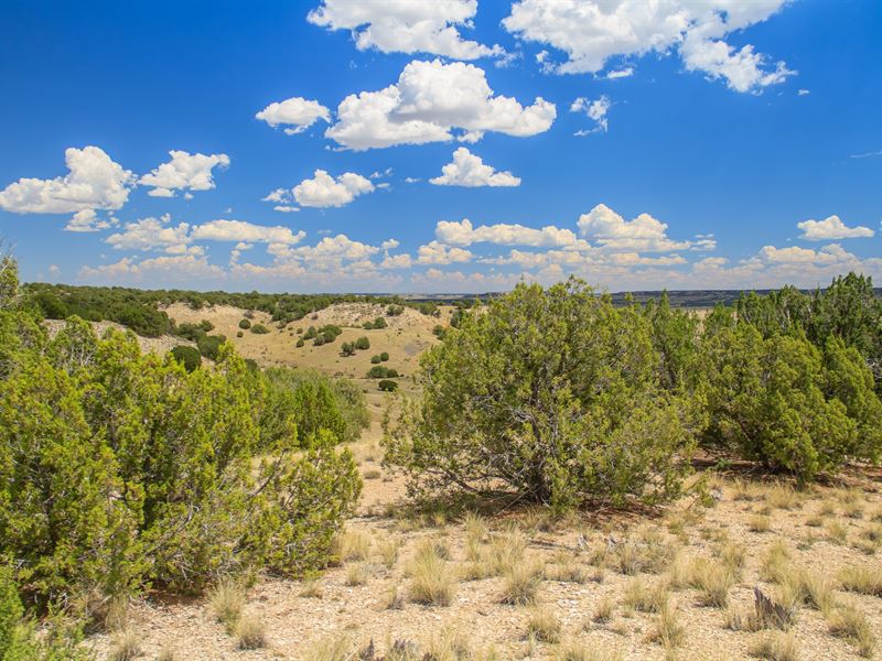 41 Acres in Las Animas County, CO : Model : Las Animas County : Colorado