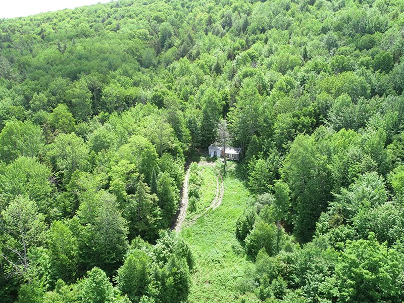 Chase Mountain Forest : Moretown : Washington County : Vermont