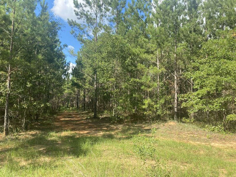 Small, Rural, Big Timber : Edison : Calhoun County : Georgia