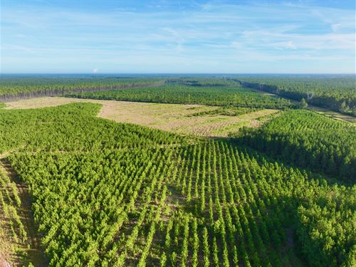 975 Ac Timberland & Farmland Tract : Odum : Wayne County : Georgia