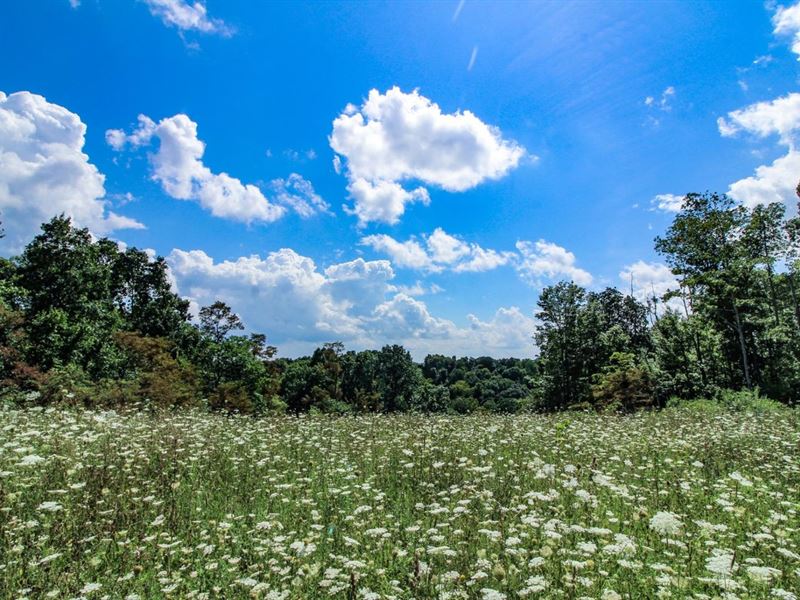 Ogles Ridge Rd, 236 Acres, Noble : Dexter City : Noble County : Ohio