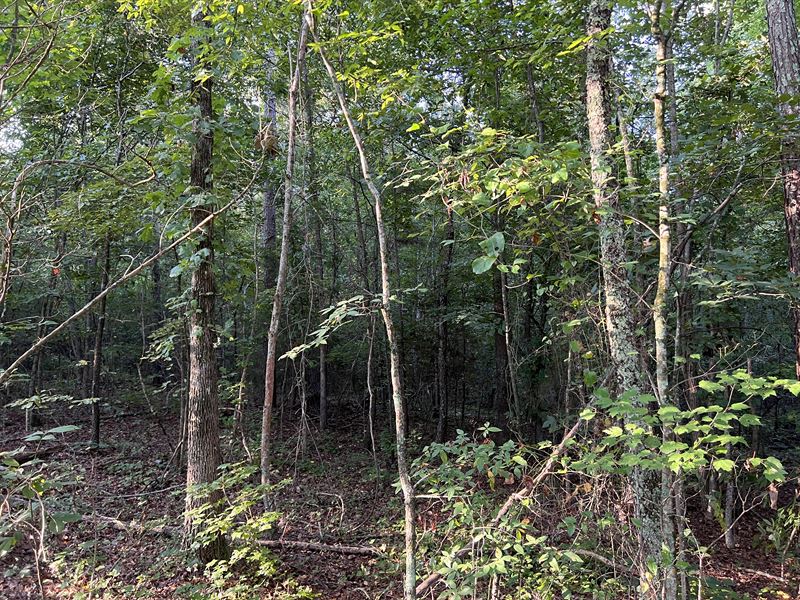 Mullinax Rd Tract 1 : Taylorsville : Bartow County : Georgia