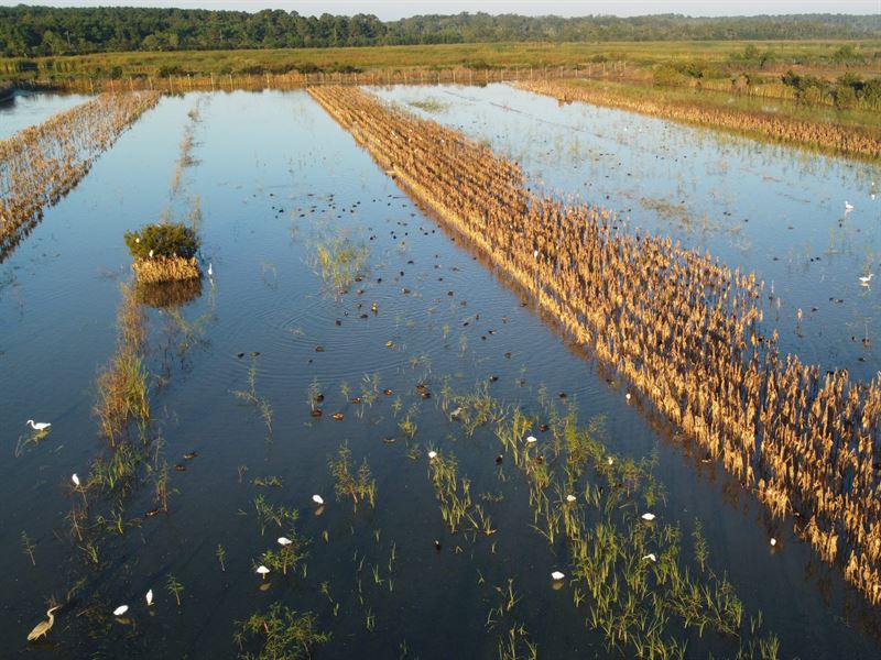 Edisto Duck Preserve : Charleston : Charleston County : South Carolina