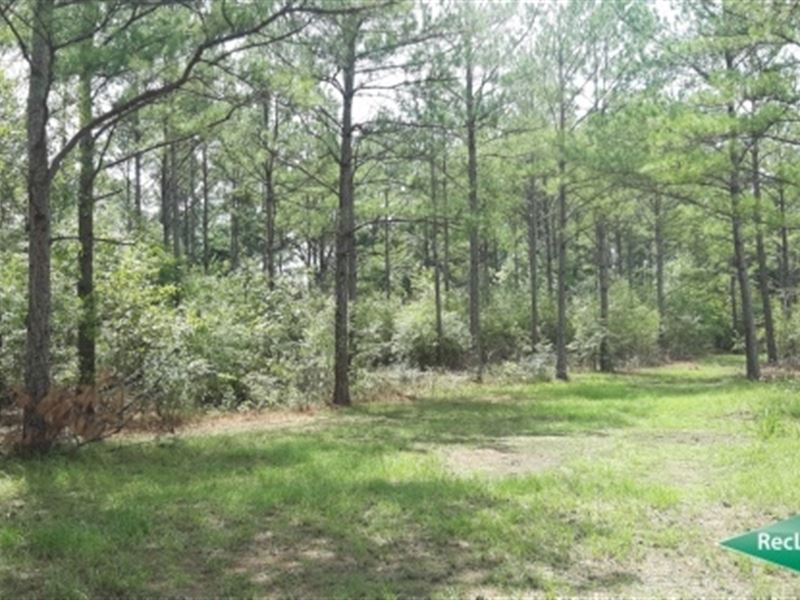 121 Ac, Timberland & Hunting : San Augustine : San Augustine County : Texas