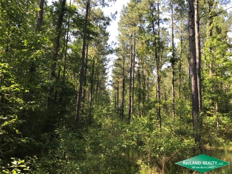 40 Ac, Pine Plantation & Hunti : Chatham : Jackson Parish : Louisiana