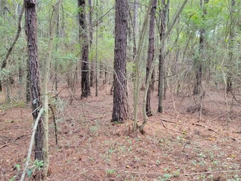 17 Acres in Marion County in Columb : Columbia : Marion County : Mississippi