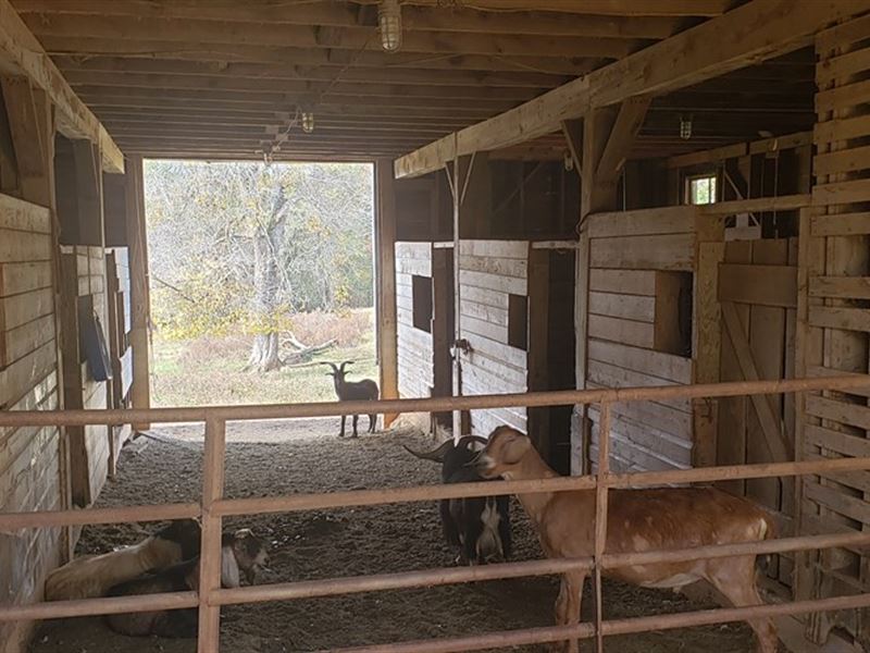 Beautiful Farm Land with Timber : Elon : Caswell County : North Carolina