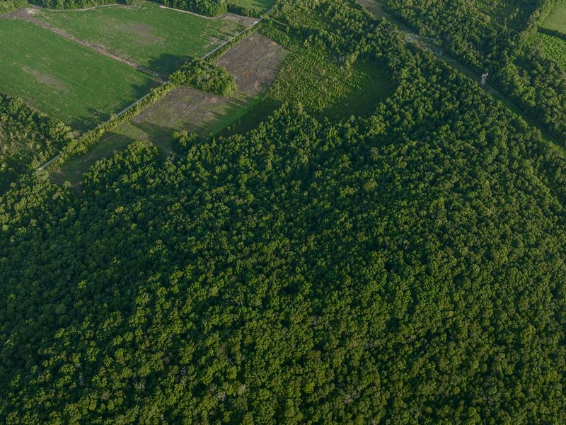 44+/- Acres, Lawrence County, AL : Youngtown : Lawrence County : Alabama