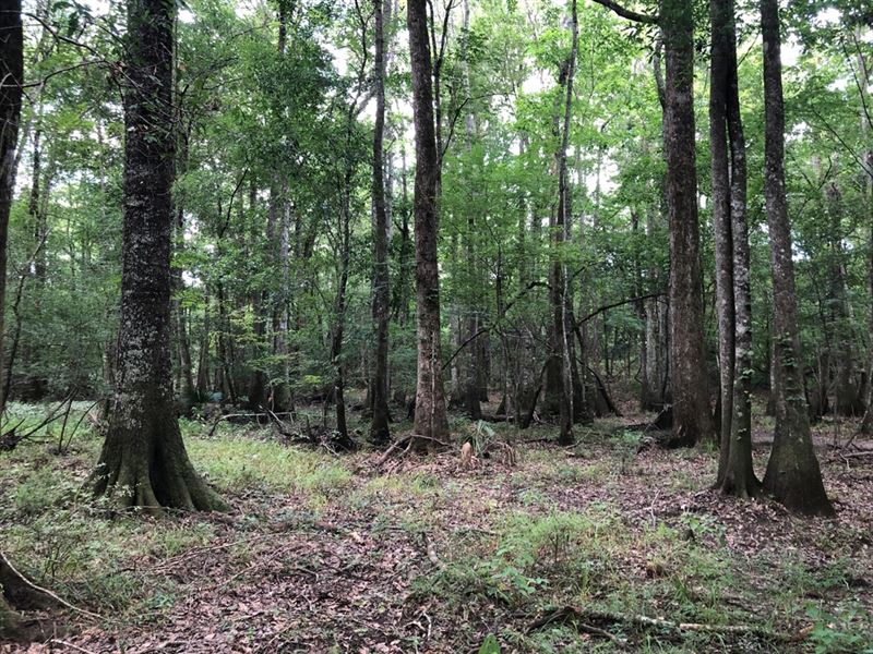 Timber, Recreation & Homesite : Dexter : Laurens County : Georgia