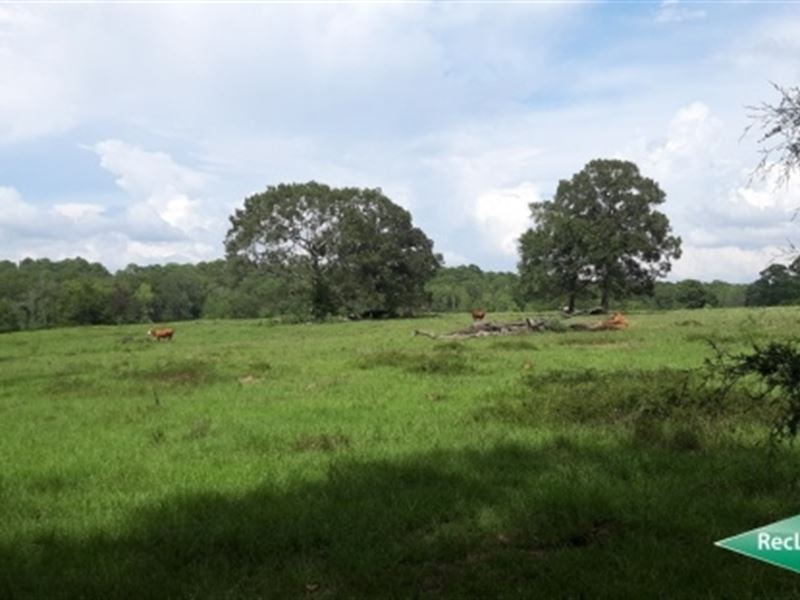 31 Ac, Pasture Land For Rural Home : San Augustine : San Augustine County : Texas
