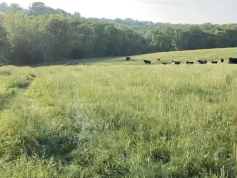 Farm for Sale, Southern Missouri : Mountain Grove : Wright County : Missouri
