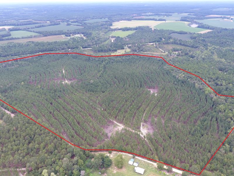 Woodpecker Trail : Twin City : Emanuel County : Georgia