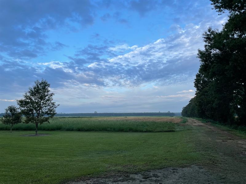 265 Acres Land for Sale Oberlin, AL : Oberlin : Allen Parish : Louisiana