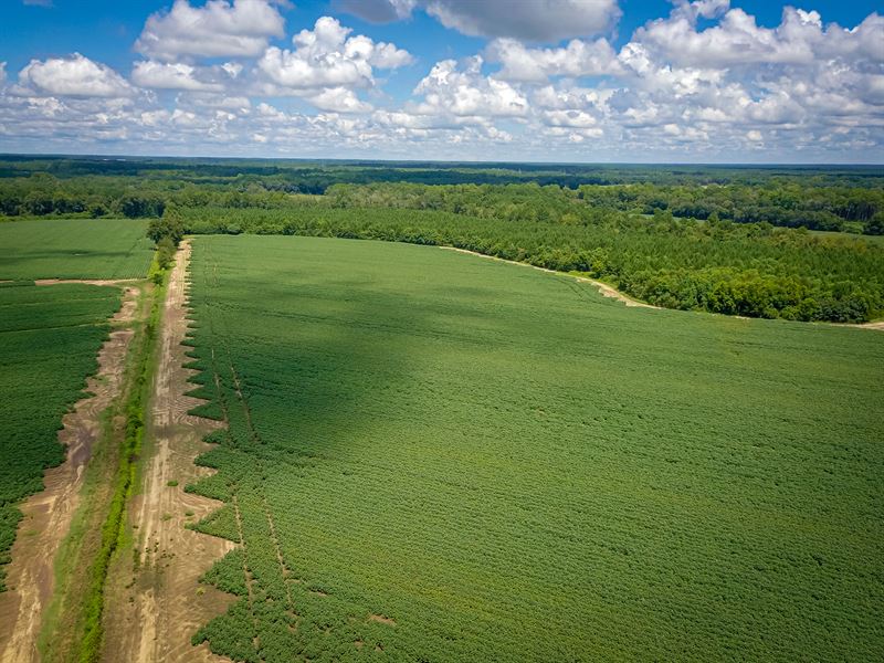 45 Ac Tract in Colquitt County, GA : Berlin : Colquitt County : Georgia