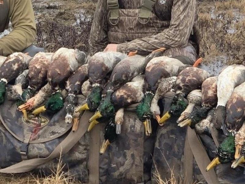 Great Duck Hunting Near Lake Cooper : Cumby : Hopkins County : Texas