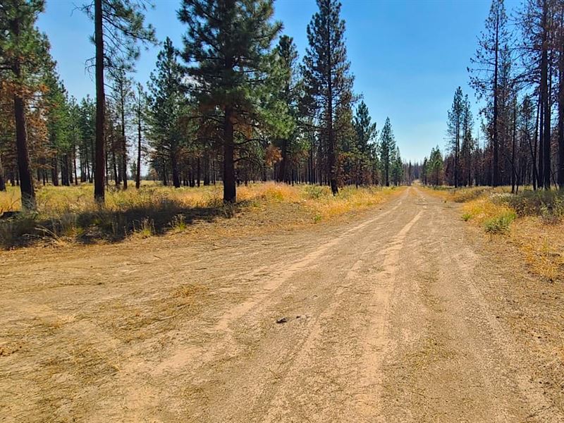 Wooded Lot Near Endless Public Land : Chiloquin : Klamath County : Oregon