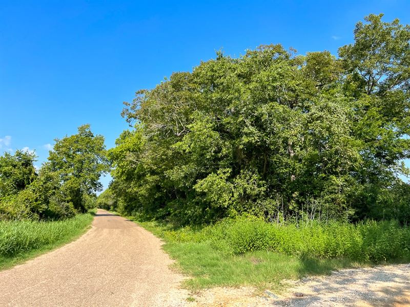 103 Acres, County Road 328 : Caldwell : Burleson County : Texas