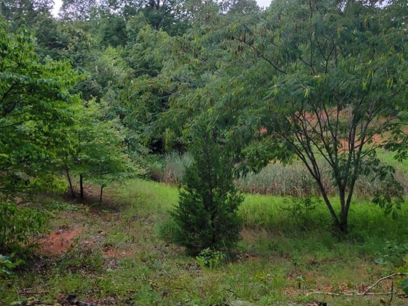 32 Acres with Excellent Build Sites : West Plains : Oregon County : Missouri