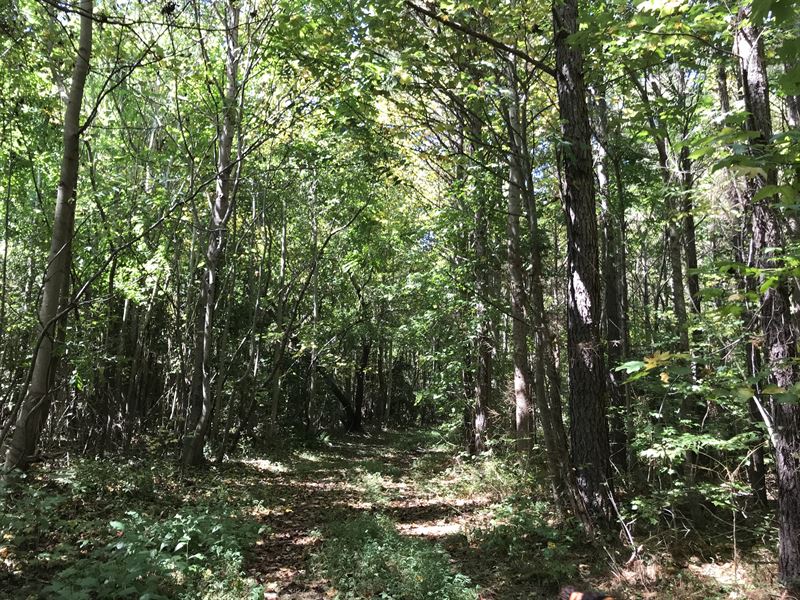 Kirk Pine Plantation : Burgess : Northumberland County : Virginia