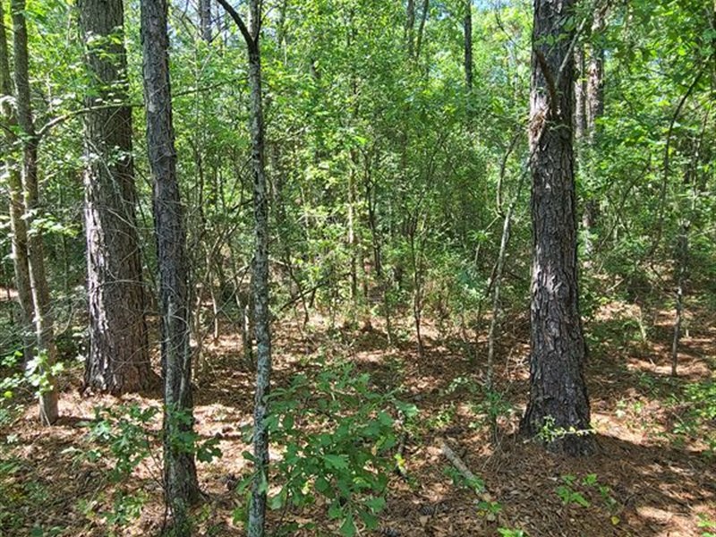 Timberland on Bypass : Opp : Covington County : Alabama