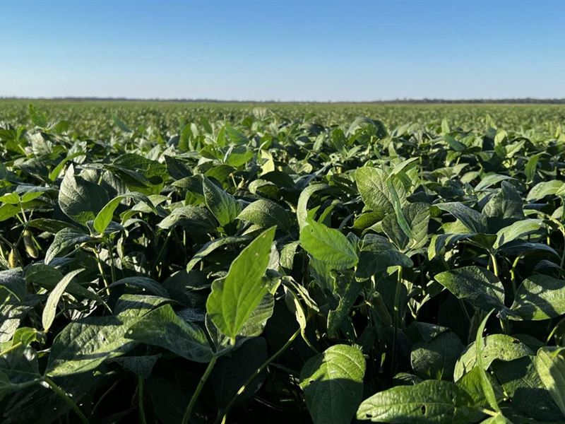 464 Acre Phillips County Farm : Marvell : Phillips County : Arkansas