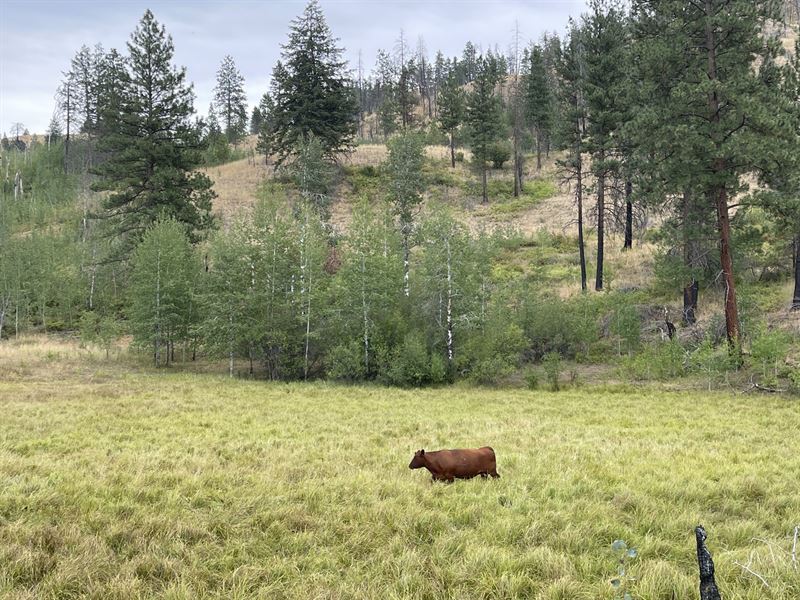 Happy Hill Angus Ranch : Okanogan : Okanogan County : Washington