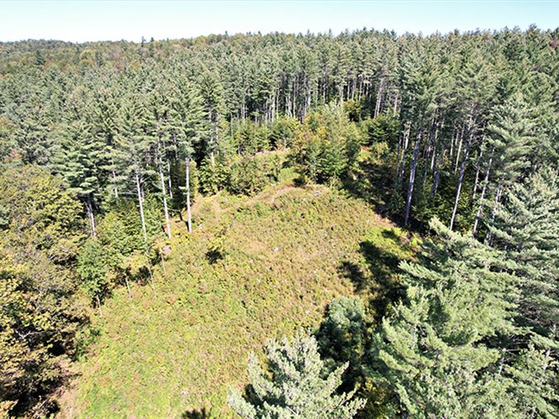 Lean-To in The Pines Forest : Bethel : Windsor County : Vermont