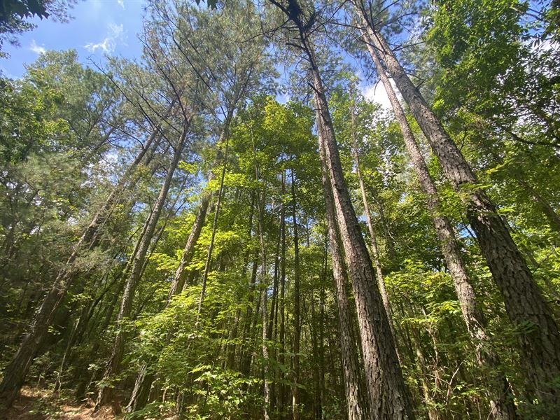 Fork Creek Tract : Carlton : Madison County : Georgia