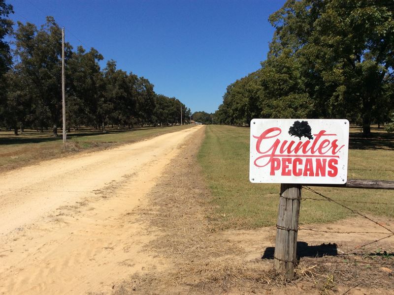 Gunter Pecan Tree Farm with House : Andalusia : Covington County : Alabama