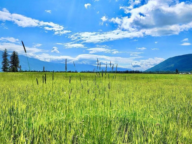 Western Montana Meadow : Trout Creek : Sanders County : Montana