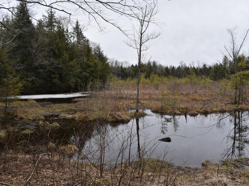 Fur, Feathers & Fun : Stockton : Chautauqua County : New York
