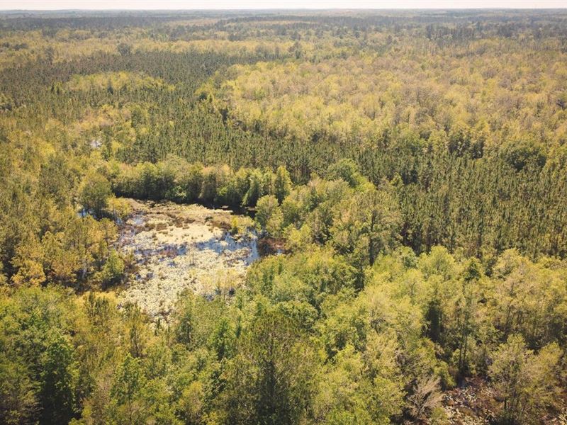 Flatwoods Timber : Greenville : Madison County : Florida