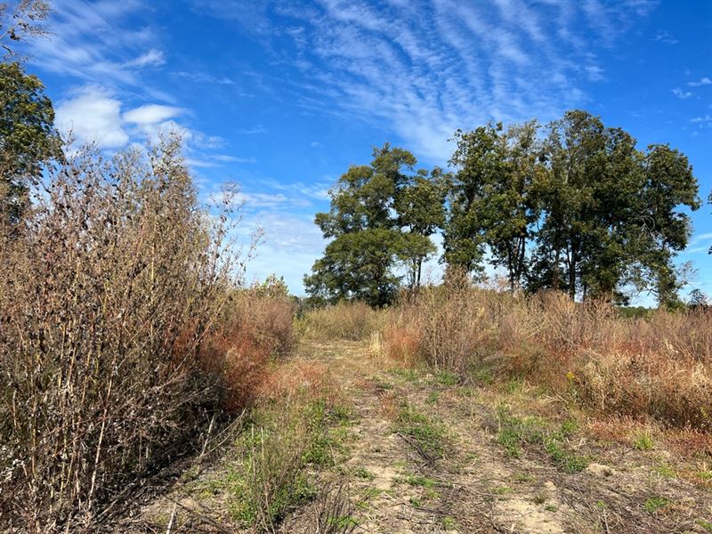 Ms, Warren 527 Acres : Vicksburg : Warren County : Mississippi