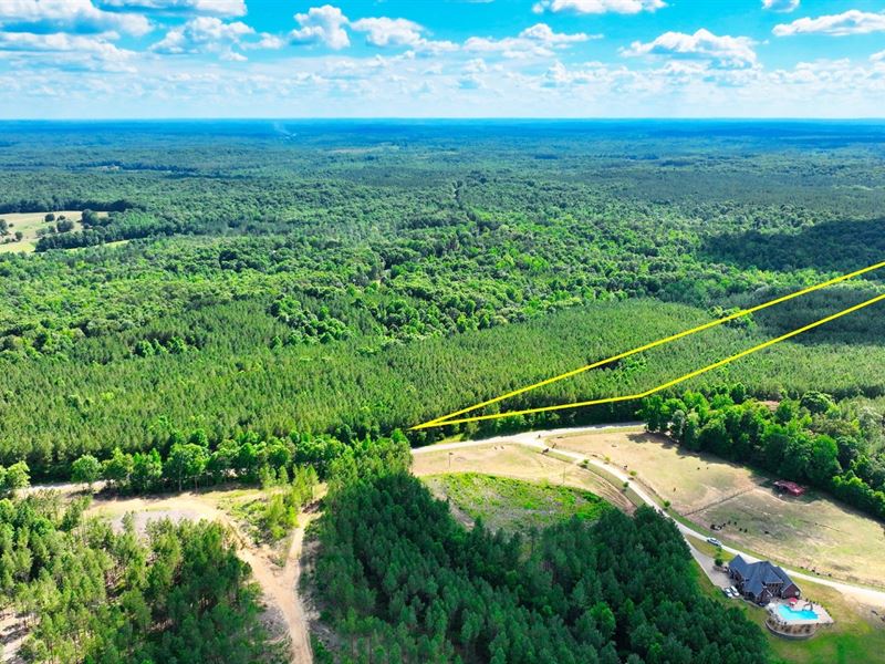 10 Acres Timber Land with Electric : Henderson : Chester County : Tennessee