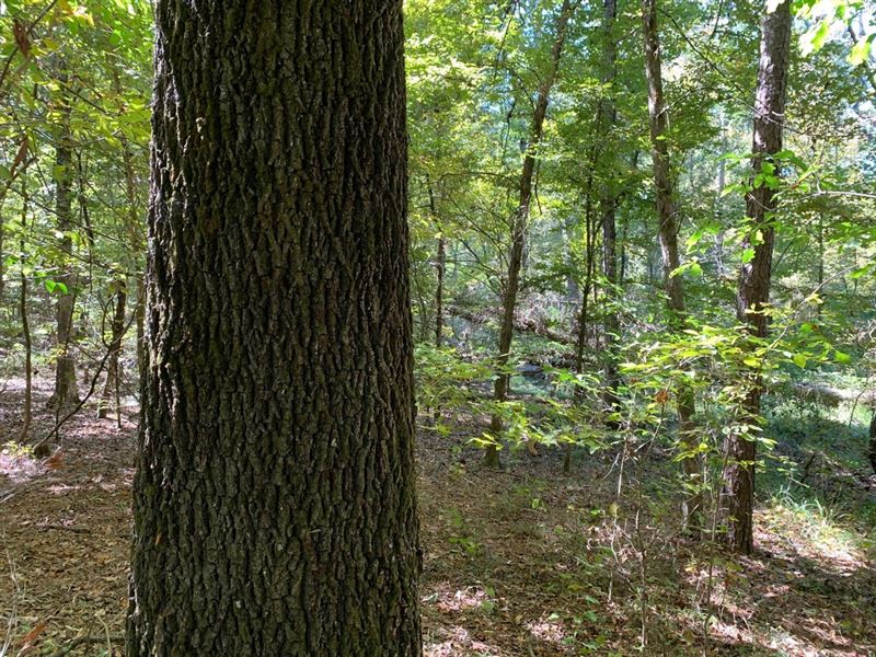Hwy 593 Timber Tract, Morehouse Par : Bastrop : Morehouse Parish : Louisiana