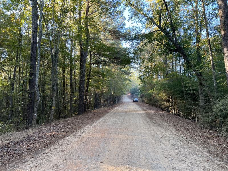 37 Acres-Pike Co. Hunting Tract : Banks : Pike County : Alabama