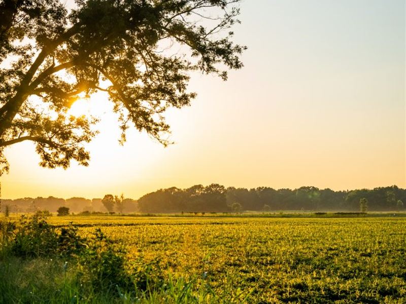 Lollie Bottom Farm : Conway : Faulkner County : Arkansas