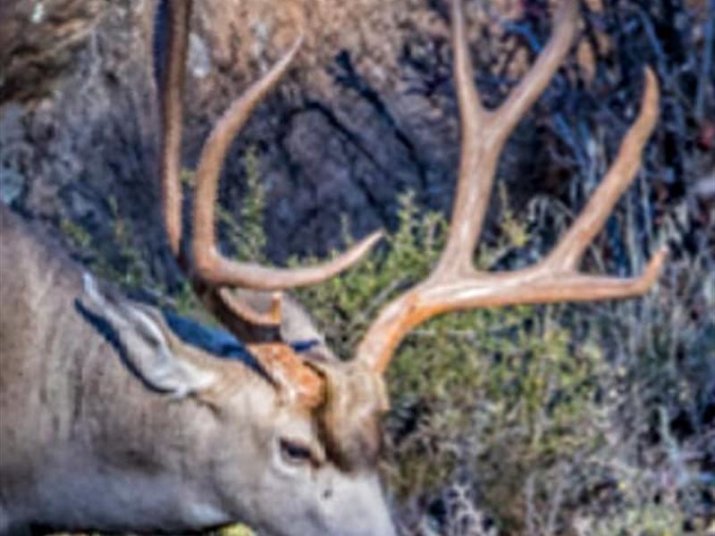 Amazing Hunting Land, 40 Ac $399/Mo : Sierra Blanca : Hudspeth County : Texas