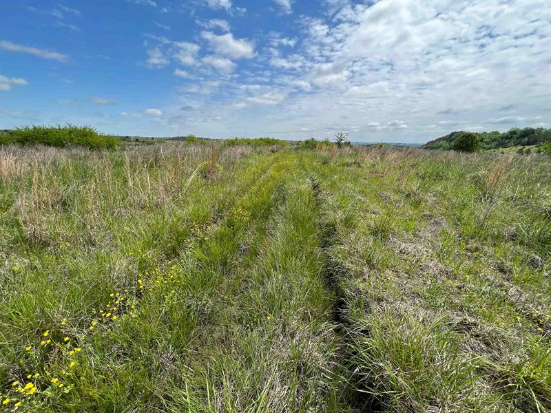Cheap Recreation Hunting Land : Townley : Walker County : Alabama