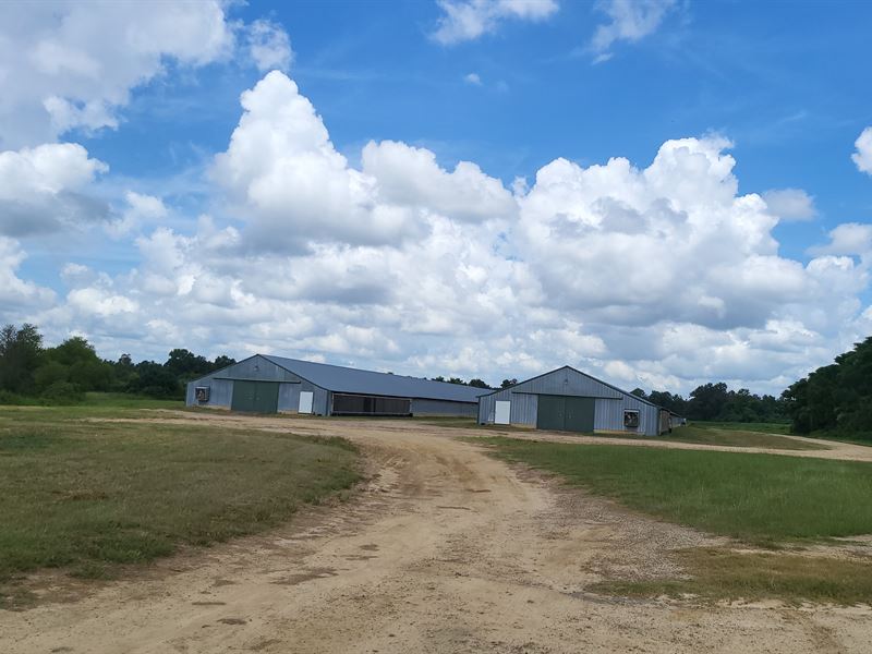 12 Broiler Houses with Natural Gas : Hawkinsville : Dodge County : Georgia